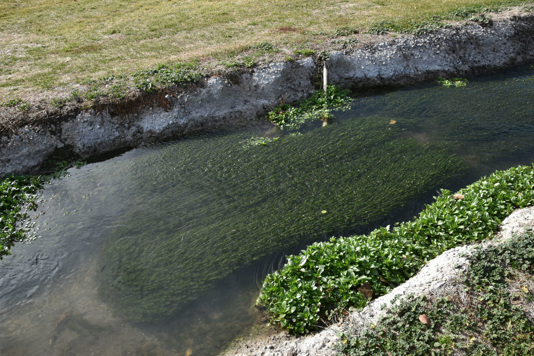 Hydrilla build up
